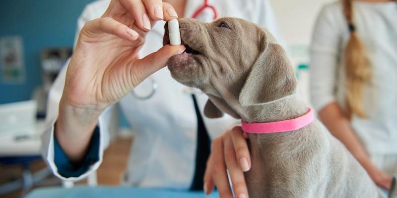 How to Order Pet Medications from Canada Safely and Affordably